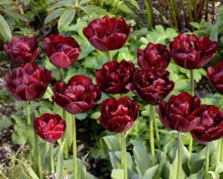 Tulip 'Uncle Tom' -Plants And Flowers Shop tulip uncle tom 5