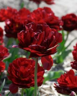 Tulip 'Uncle Tom' -Plants And Flowers Shop tulip uncle tom 6