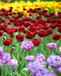 Tulip 'Uncle Tom' -Plants And Flowers Shop tulip uncle tom 8