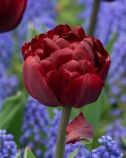 Tulip 'Uncle Tom' -Plants And Flowers Shop tulip uncle tom 9