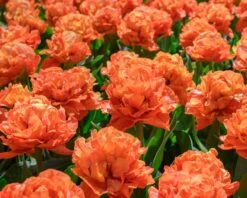 Tulip 'Valdivia' -Plants And Flowers Shop tulip valdivia 10