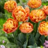 Tulip 'Valdivia'