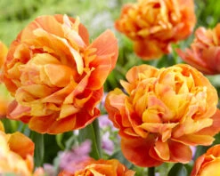 Tulip 'Valdivia' -Plants And Flowers Shop tulip valdivia 3