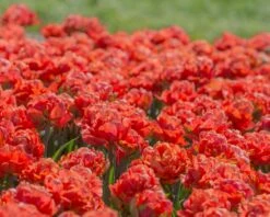 Tulip 'Valdivia' -Plants And Flowers Shop tulip valdivia 8