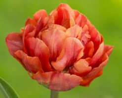 Tulip 'Valdivia' -Plants And Flowers Shop tulip valdivia 9