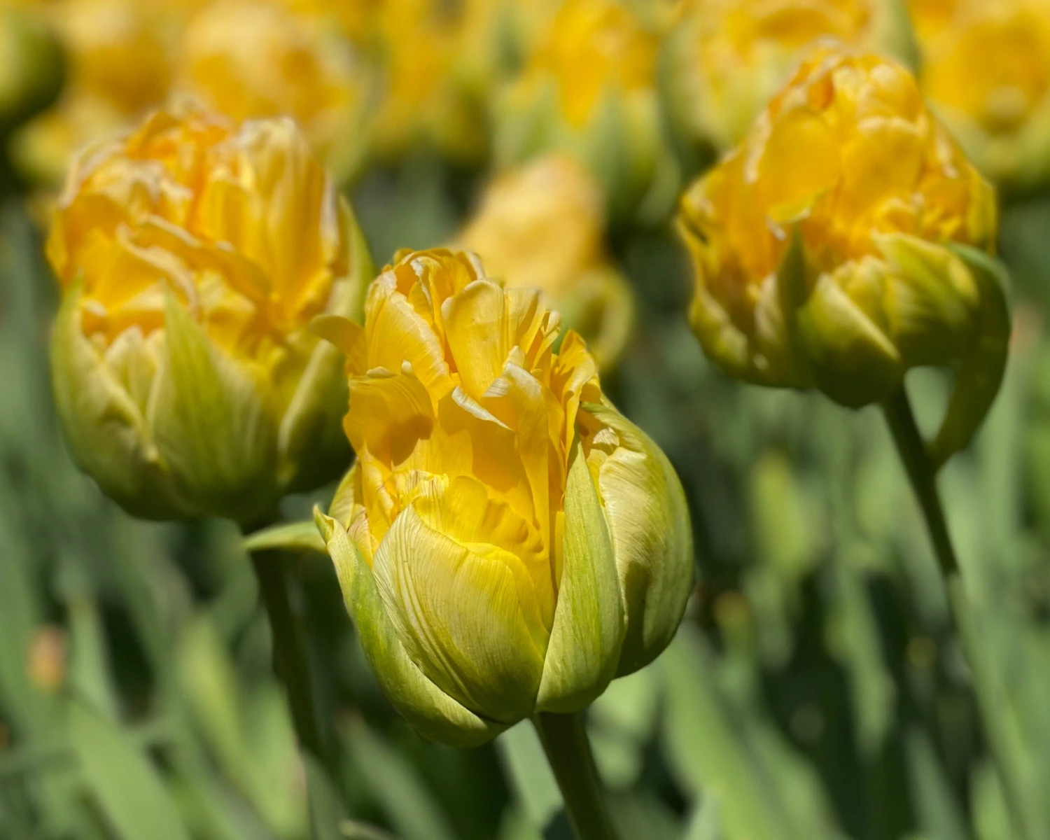 Tulip 'Vanilla Coup' 2 Tulip 'Vanilla Coup' - Image 2