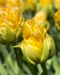 Tulip 'Vanilla Coup' 18 Tulip 'Vanilla Coup' -Plants And Flowers Shop tulip vanilla coup 00000
