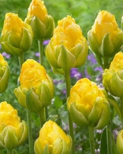 Tulip 'Vanilla Coup' 17 Tulip 'Vanilla Coup' -Plants And Flowers Shop tulip vanilla coup 2