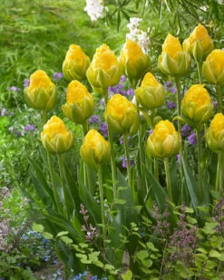 Tulip 'Vanilla Coup' 21 Tulip 'Vanilla Coup' -Plants And Flowers Shop tulip vanilla coup 3