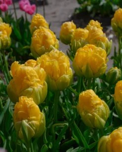 Tulip 'Vanilla Coup' 22 Tulip 'Vanilla Coup' -Plants And Flowers Shop tulip vanilla coup 4