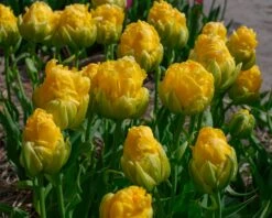 Tulip 'Vanilla Coup' 16 Tulip 'Vanilla Coup' -Plants And Flowers Shop tulip vanilla coup 5