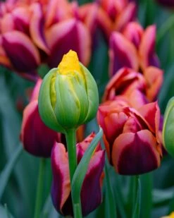 Tulip 'Vanilla Coup' 24 Tulip 'Vanilla Coup' -Plants And Flowers Shop tulip vanilla coup 6