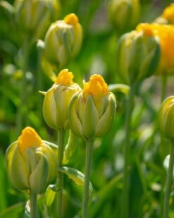 Tulip 'Vanilla Coup' 19 Tulip 'Vanilla Coup' -Plants And Flowers Shop tulip vanilla coup 7