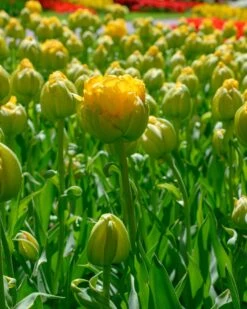 Tulip 'Vanilla Coup' 25 Tulip 'Vanilla Coup' -Plants And Flowers Shop tulip vanilla coup 8