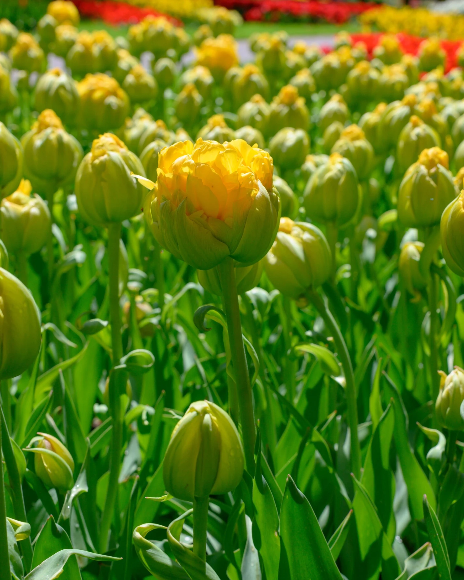 Tulip 'Vanilla Coup' 13 Tulip 'Vanilla Coup' - Image 13