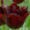 Tulip 'Vincent Van Gogh'