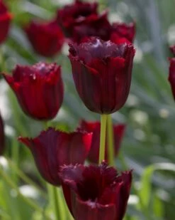 Tulip 'Vincent Van Gogh' -Plants And Flowers Shop tulip vincent van gogh 3