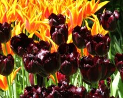 Tulip 'Vincent Van Gogh' -Plants And Flowers Shop tulip vincent van gogh 5