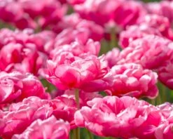 Tulip 'Wedding Gift' -Plants And Flowers Shop tulip wedding gift 10