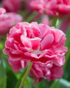 Tulip 'Wedding Gift' -Plants And Flowers Shop tulip wedding gift 11