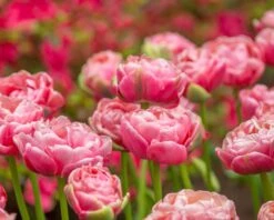 Tulip 'Wedding Gift' -Plants And Flowers Shop tulip wedding gift 12