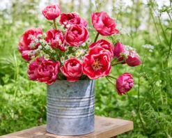 Tulip 'Wedding Gift' -Plants And Flowers Shop tulip wedding gift 13