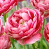 Tulip 'Wedding Gift'