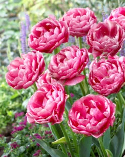Tulip 'Wedding Gift' -Plants And Flowers Shop tulip wedding gift 15