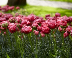 Tulip 'Wedding Gift' -Plants And Flowers Shop tulip wedding gift 16