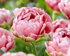 Tulip 'Wedding Gift' -Plants And Flowers Shop tulip wedding gift 19