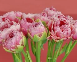 Tulip 'Wedding Gift' -Plants And Flowers Shop tulip wedding gift 2