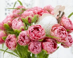 Tulip 'Wedding Gift' -Plants And Flowers Shop tulip wedding gift 20