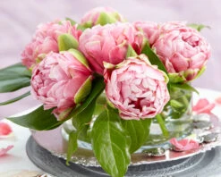 Tulip 'Wedding Gift' -Plants And Flowers Shop tulip wedding gift 21