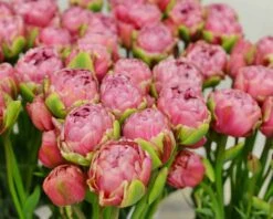 Tulip 'Wedding Gift' -Plants And Flowers Shop tulip wedding gift 3