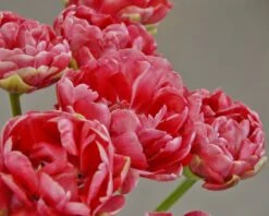 Tulip 'Wedding Gift' -Plants And Flowers Shop tulip wedding gift 4