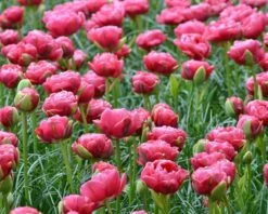 Tulip 'Wedding Gift' -Plants And Flowers Shop tulip wedding gift 5