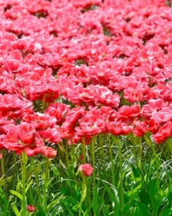 Tulip 'Wedding Gift' -Plants And Flowers Shop tulip wedding gift 6