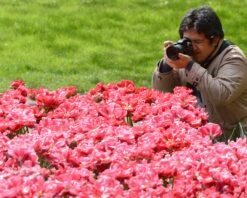 Tulip 'Wedding Gift' -Plants And Flowers Shop tulip wedding gift 7