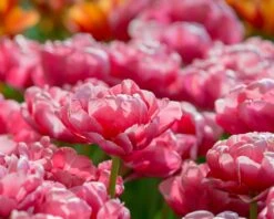 Tulip 'Wedding Gift' -Plants And Flowers Shop tulip wedding gift 9