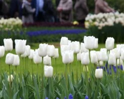 Tulip 'White Dream' -Plants And Flowers Shop tulip white dream 11