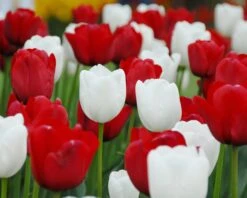 Tulip 'White Dream' -Plants And Flowers Shop tulip white dream 2