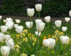Tulip 'White Dream' -Plants And Flowers Shop tulip white dream 3