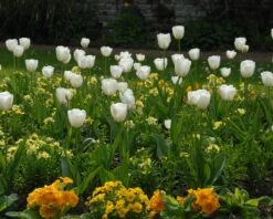 Tulip 'White Dream' -Plants And Flowers Shop tulip white dream 4
