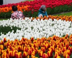 Tulip 'White Dream' -Plants And Flowers Shop tulip white dream 8