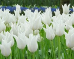 Tulip 'White Elegance' -Plants And Flowers Shop tulip white elegance 2