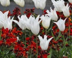 Tulip 'White Elegance' -Plants And Flowers Shop tulip white elegance 3