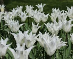 Tulip 'White Elegance' -Plants And Flowers Shop tulip white elegance 4