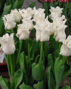 Tulip 'White Liberstar' -Plants And Flowers Shop tulip white liberstar 4