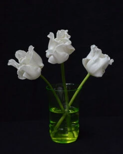 Tulip 'White Liberstar' -Plants And Flowers Shop tulip white liberstar 5