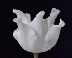 Tulip 'White Liberstar' -Plants And Flowers Shop tulip white liberstar 6